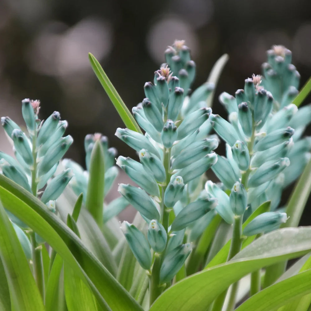 U2220 Turquoise Lachenalia Bulbs