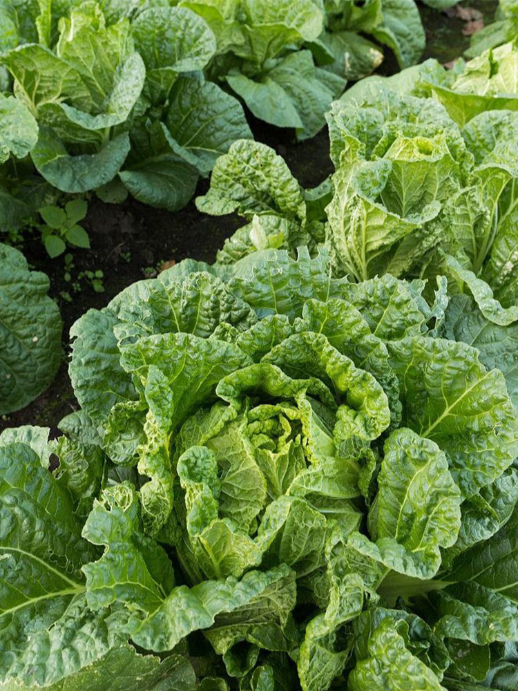 'Jiaoyan 5869' Chinese Cabbage