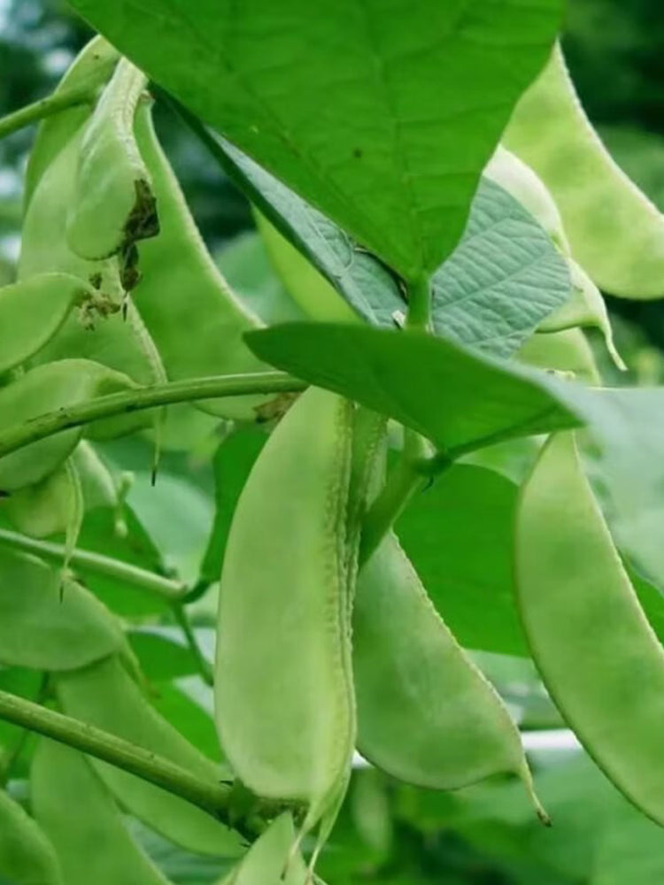 Early-maturing No.1 Hyacinth Beans
