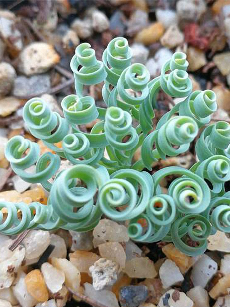 Broad-leaved Albuca (Albuca concordiana Baker)
