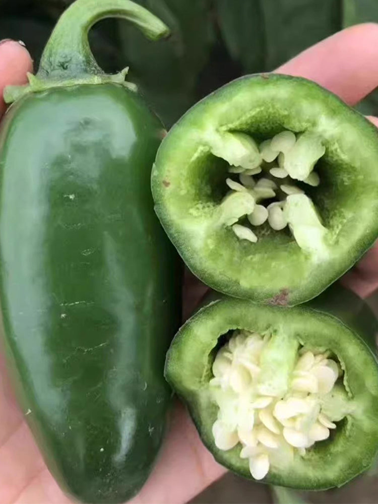 Jintai Hongjiao Chili