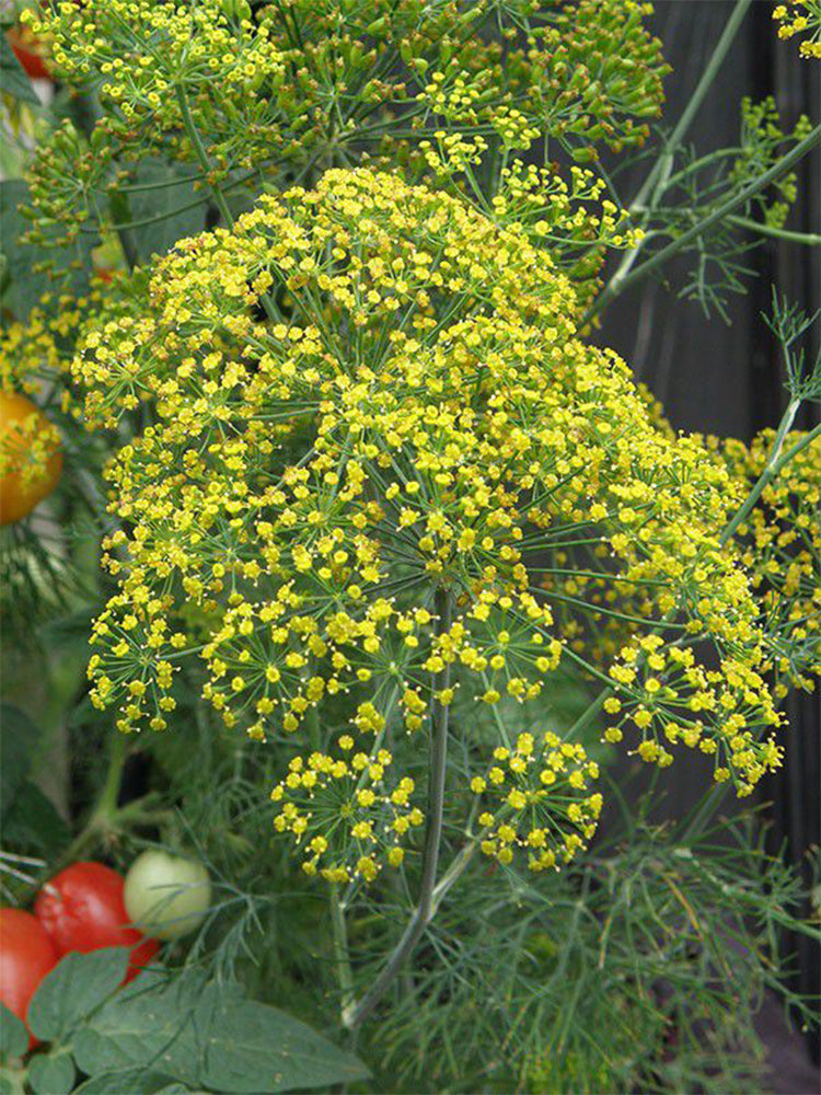 Dill , Anethum graveolens