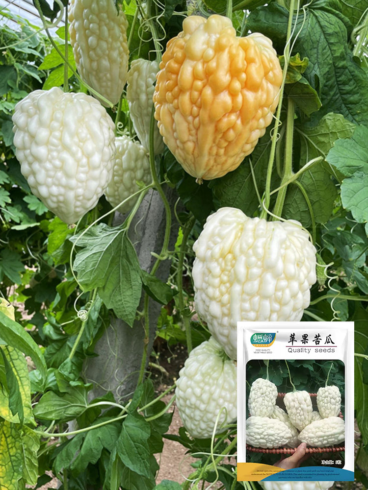 Apple-Type Bitter Melon