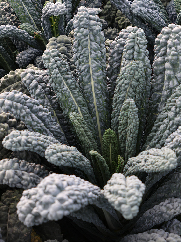Lacinato Kale (Brassica oleracea var. palmifolia)