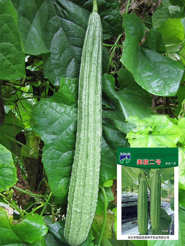 Meiling No.2 Luffa