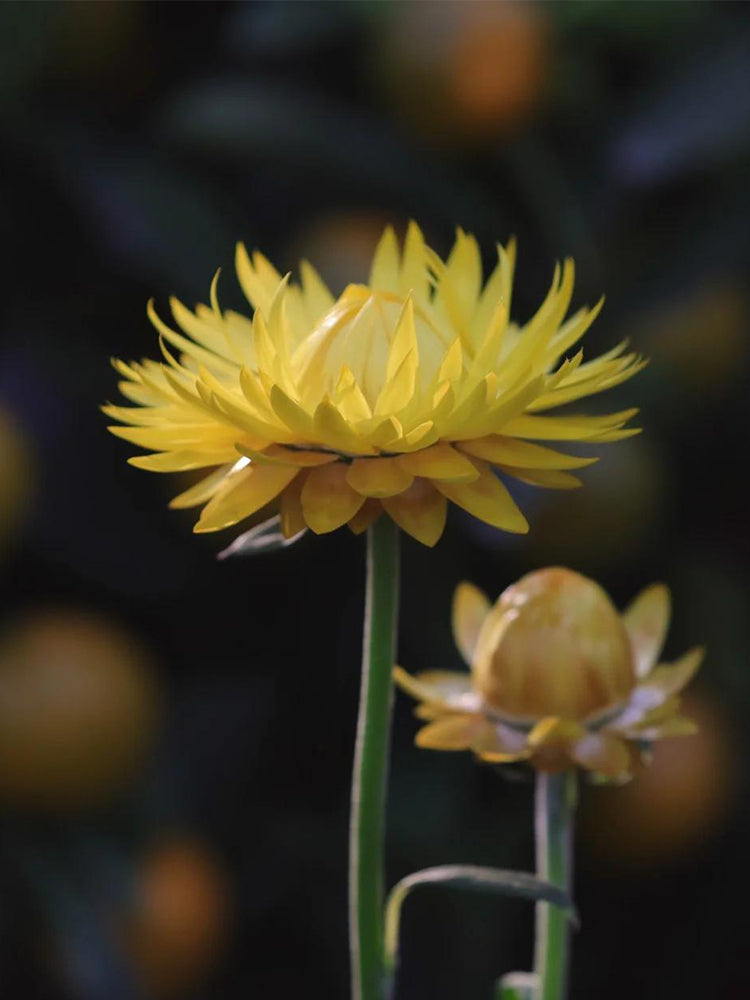 Yellow Strawflower (Helichrysum bracteatum)