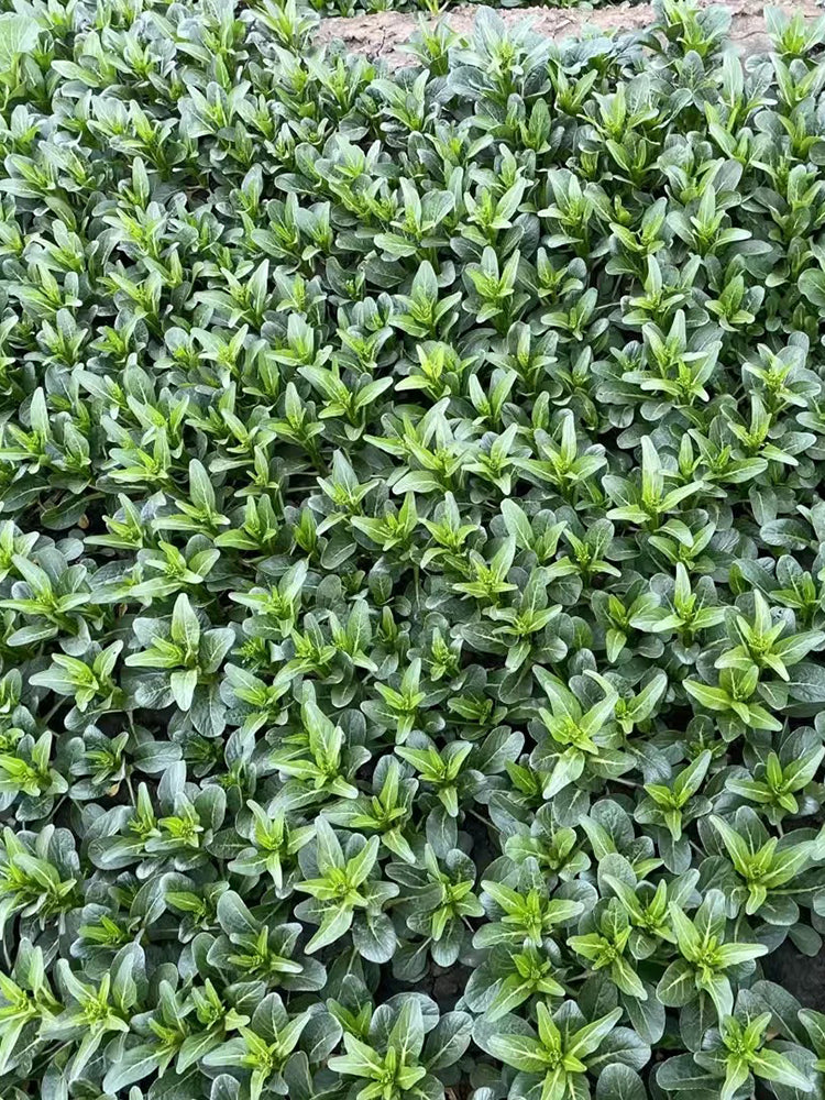 Meiqi No.3 Sweet Choy Sum