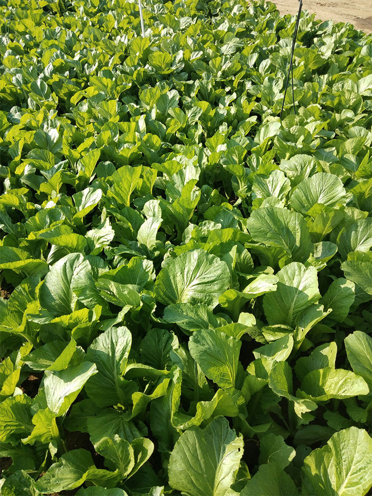 Sweet-Crispy Bamboo Mustard Green