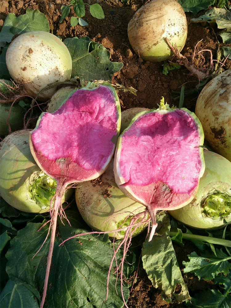 Beijing Mantanghong Radish