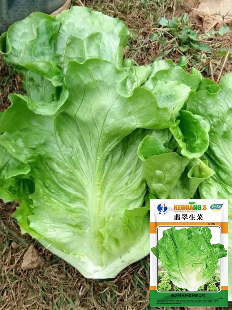 Emerald Crisp' Lettuce (Lactuca sativa L.)