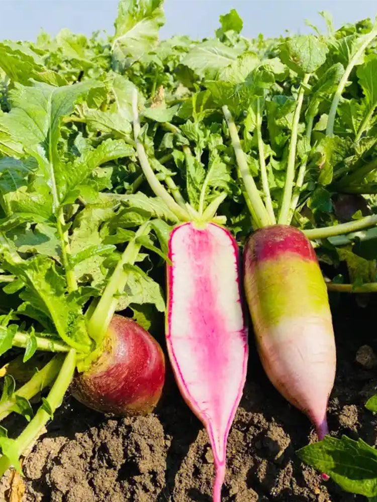 Ice Cream Radish