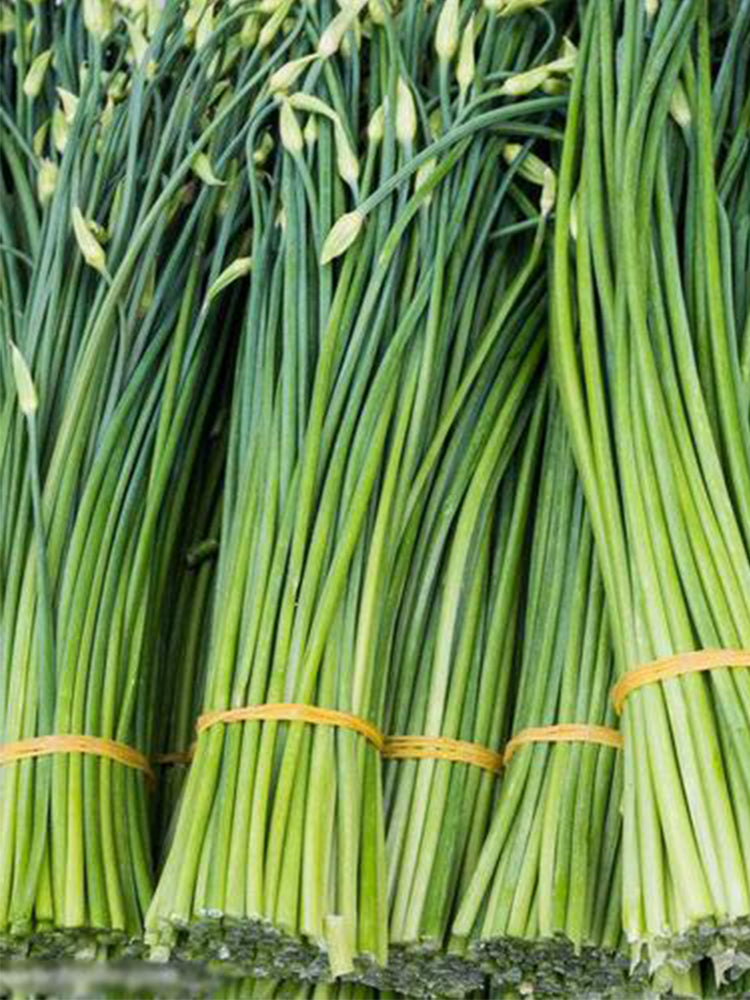 All-Season Garlic Chive Stalk
