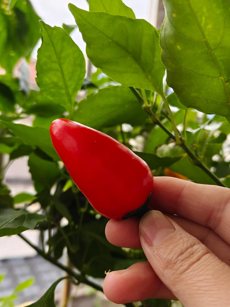 Mini Red Sweet Pepper