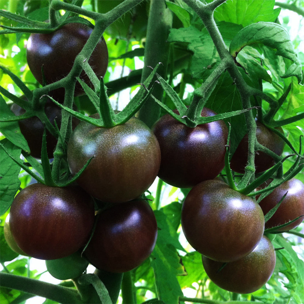 Gourmet Gardening: 5 Bags of Premium 'Black Pearl' Series Black Tomato Seeds