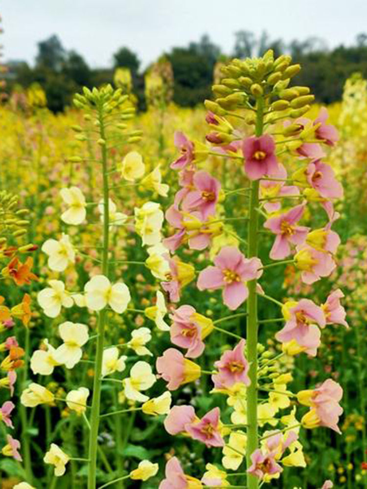 Rainbow Rapeseed
