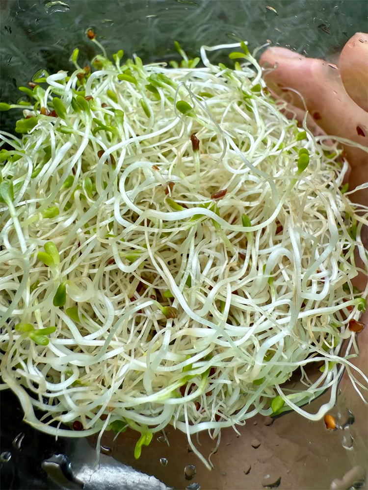 Clean Alfalfa Sprouting Seeds