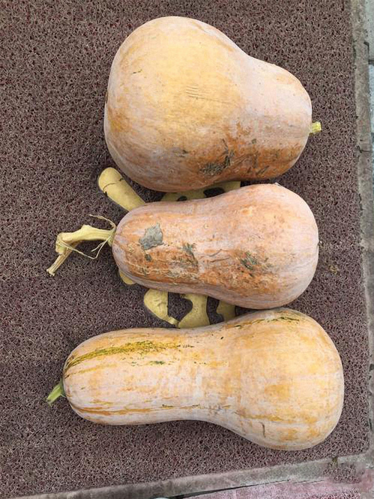 Beimi No.2 Pumpkins