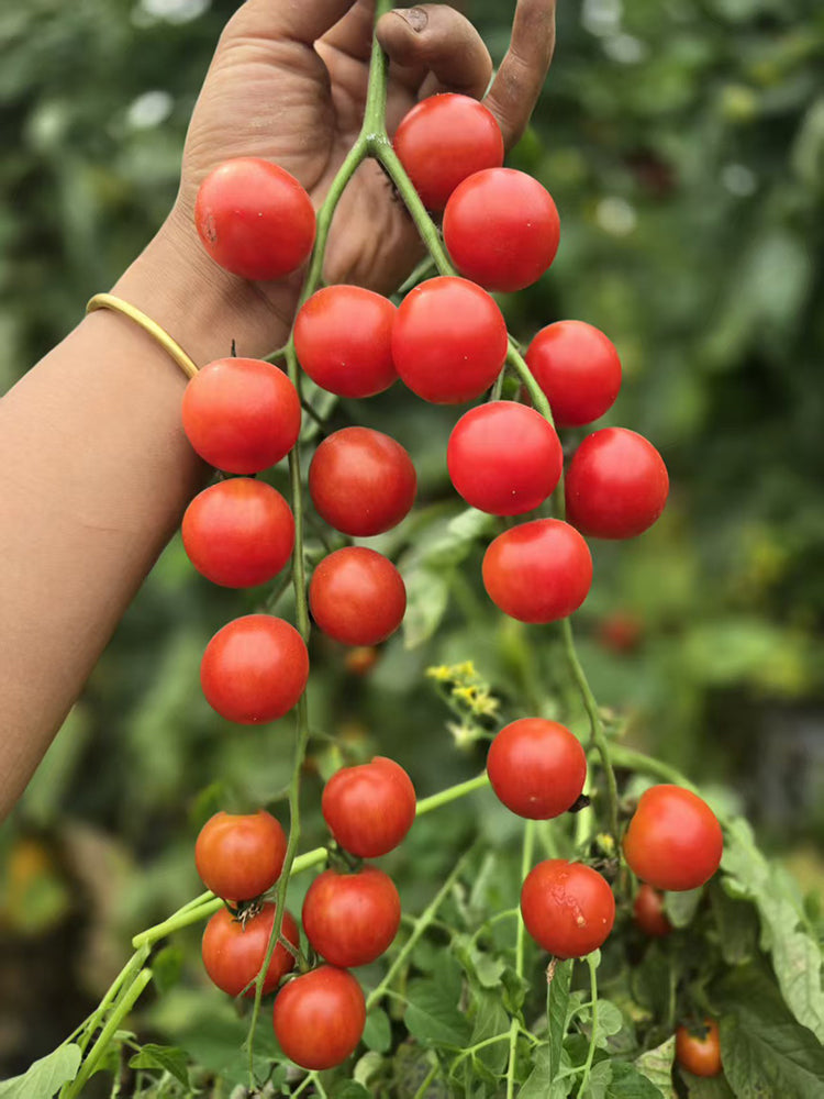 Minusinsk Red Cherry Tomato