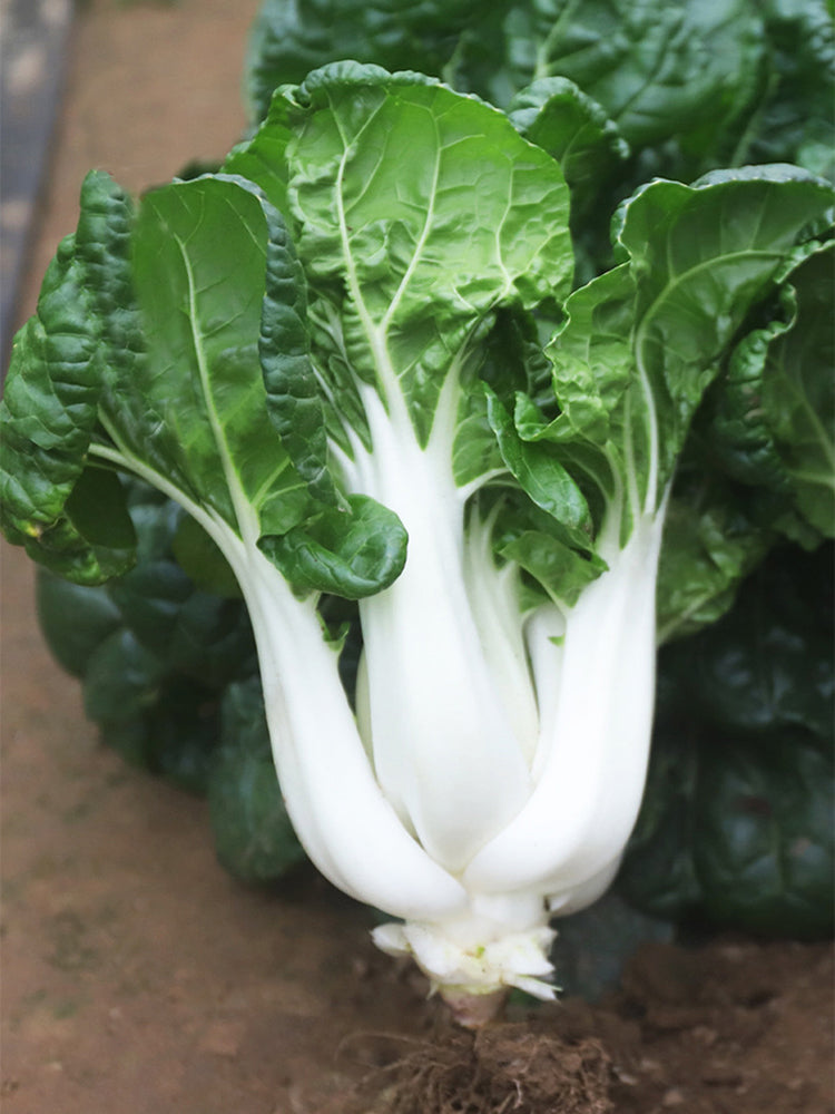 Dark-green-leafed Baby Bok Choy