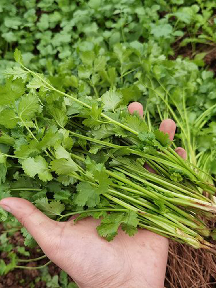 Authentic Shandong Coriander