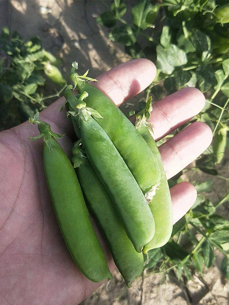 'Cherry Blossom' Snap Pea