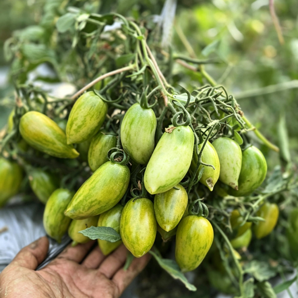 755 Emerald Jewel Tomato