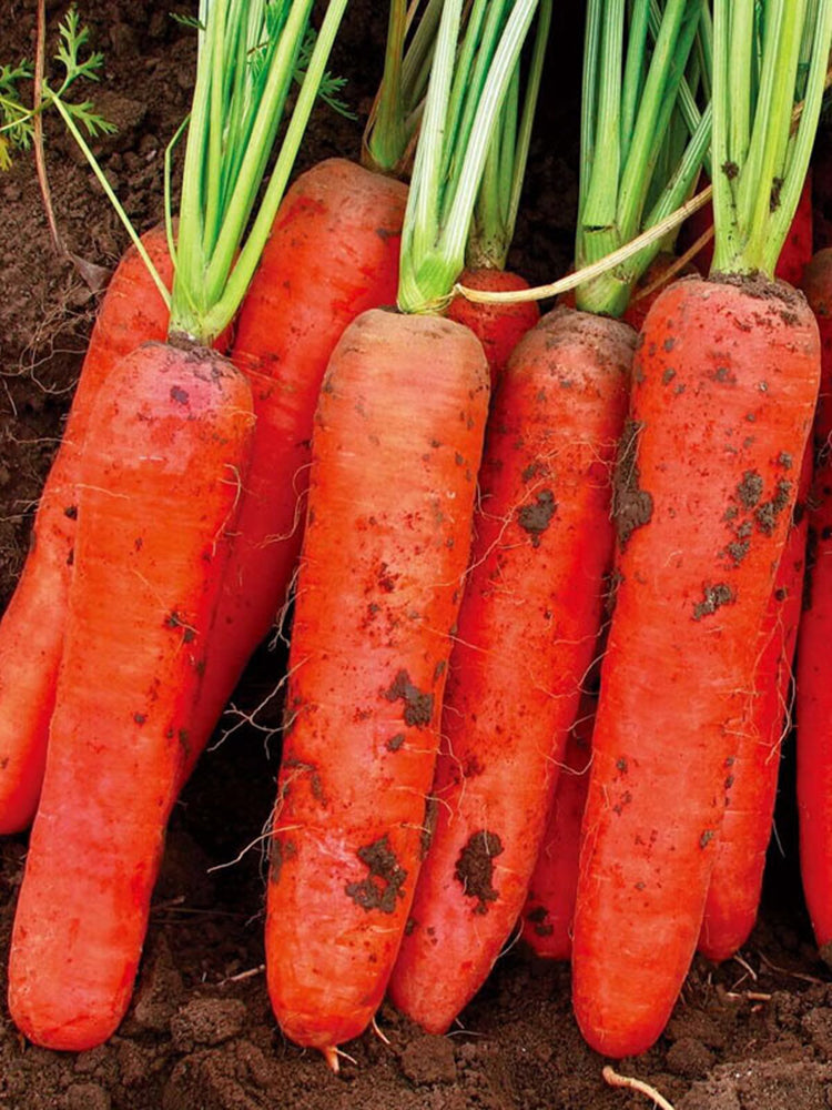 Five-Inch Ginseng Carrot