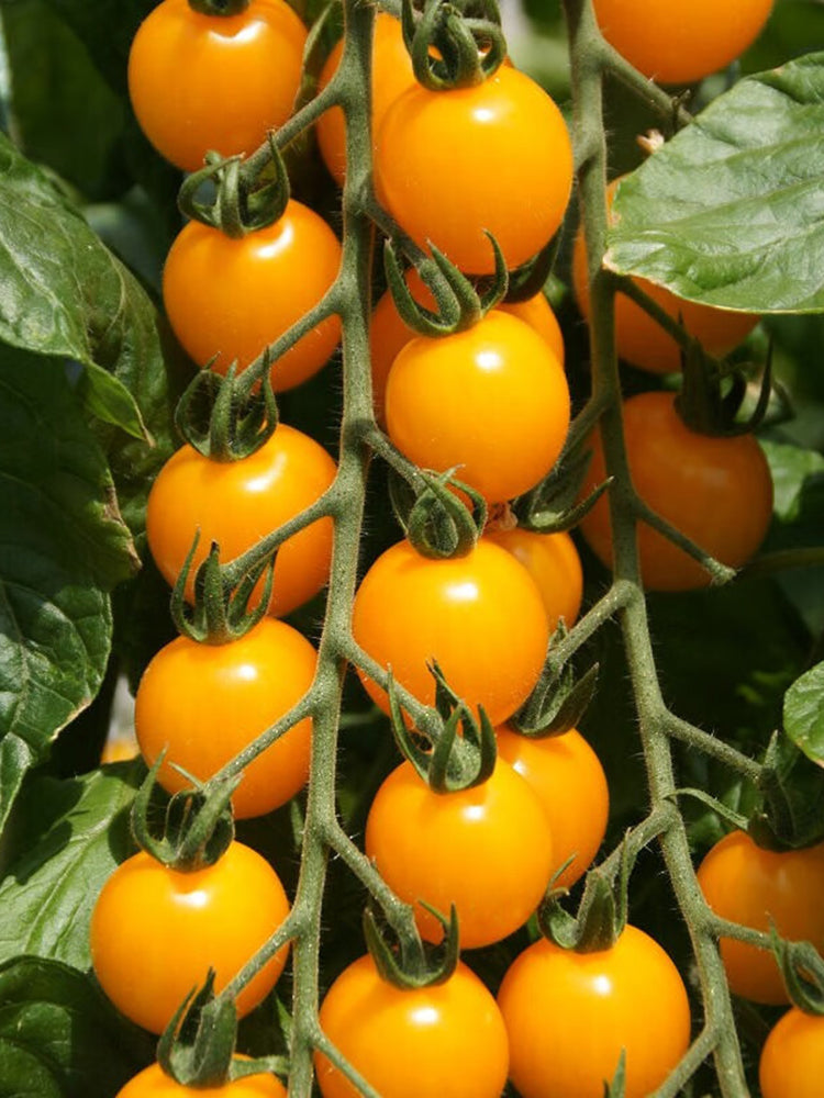 'First Love' Golden Cherry Tomato