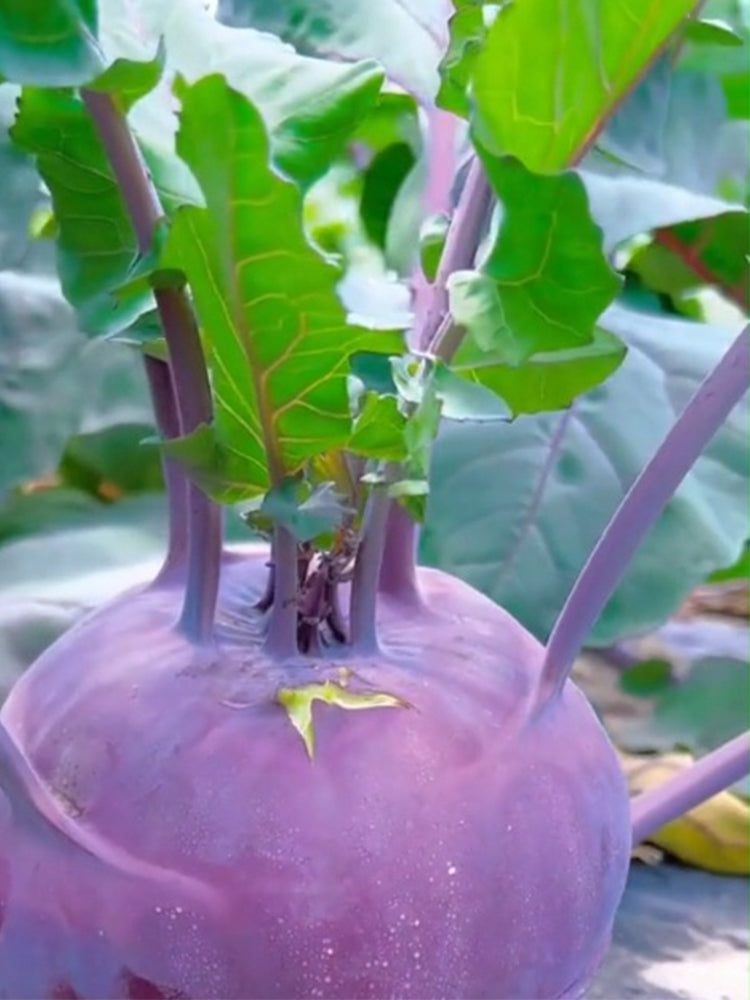 Jinchuan Purple Crown Kohlrabi