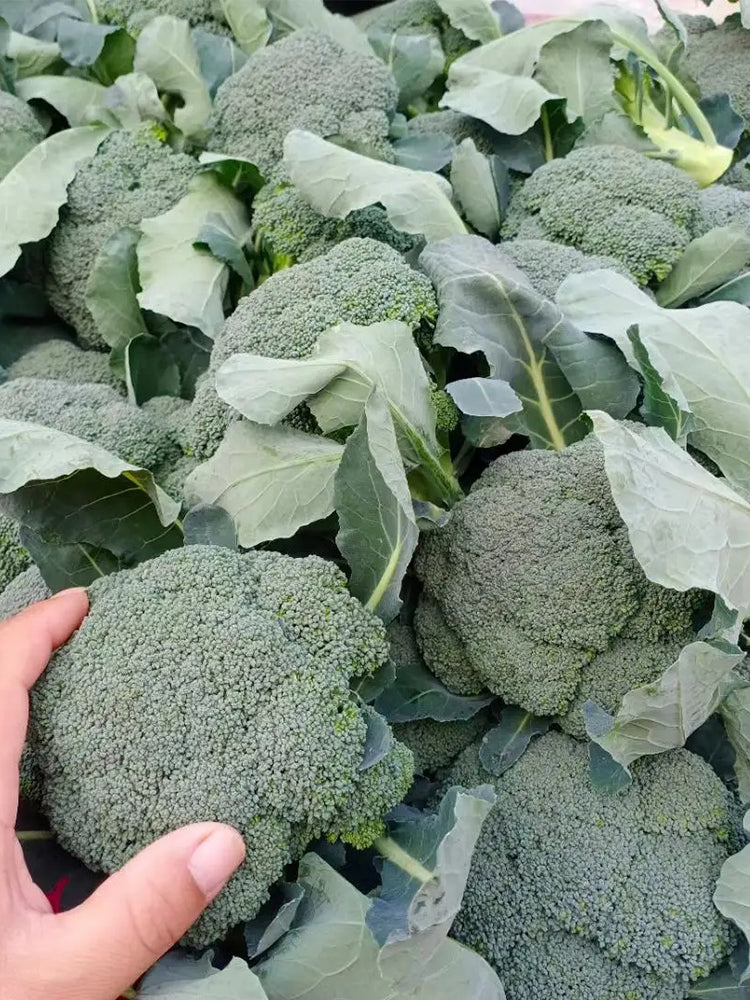 Japanese Broccoli (Brassica oleracea var. italica)