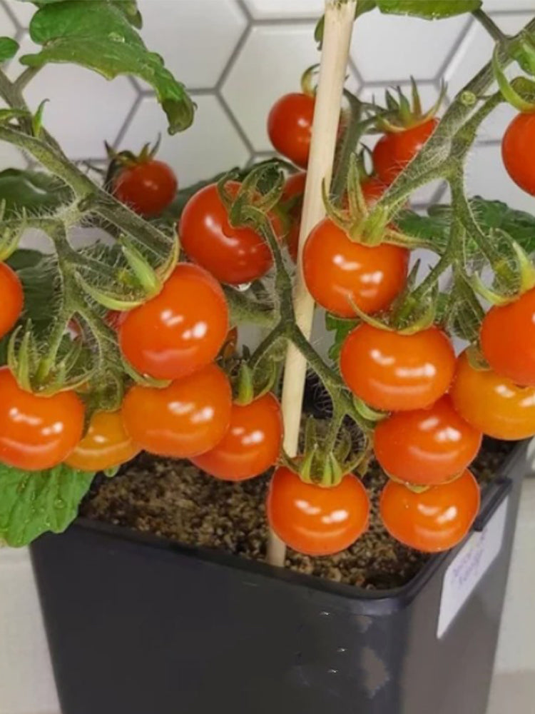 22 Delice De Neuilly Micro Tomato