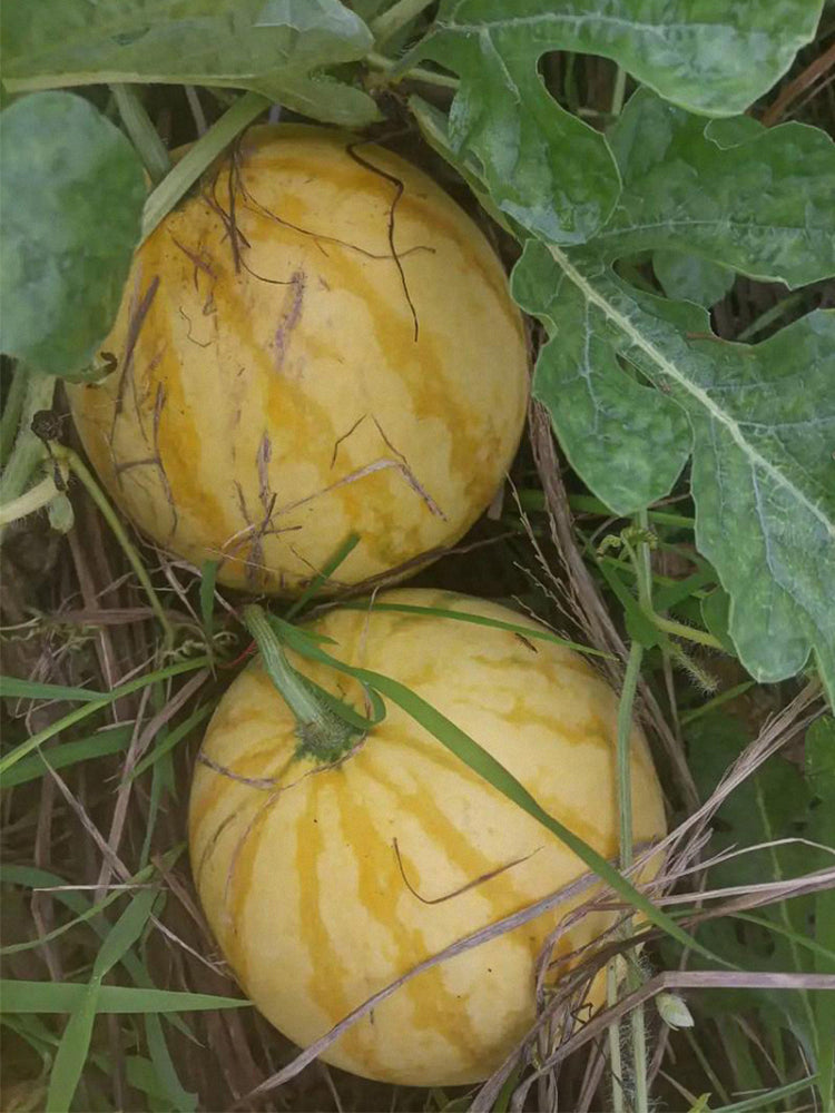 Golden No.3 Watermelons