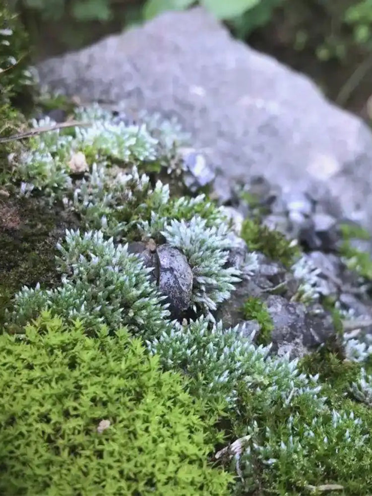 Silver Moss (Bryum argenteum)
