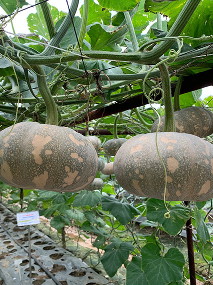 Xiangmi Small Pumpkins