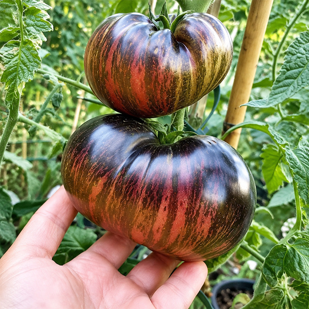 114 Marsha's Starfighter Beefsteak Tomato