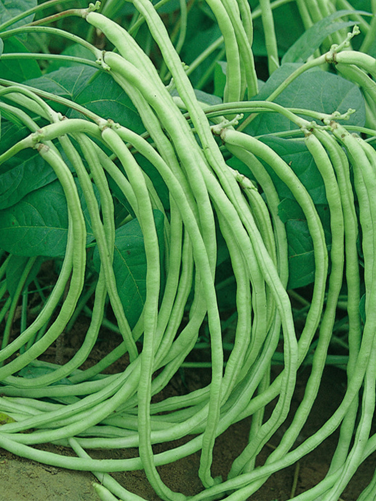 No Trellis Required Yardlong Beans