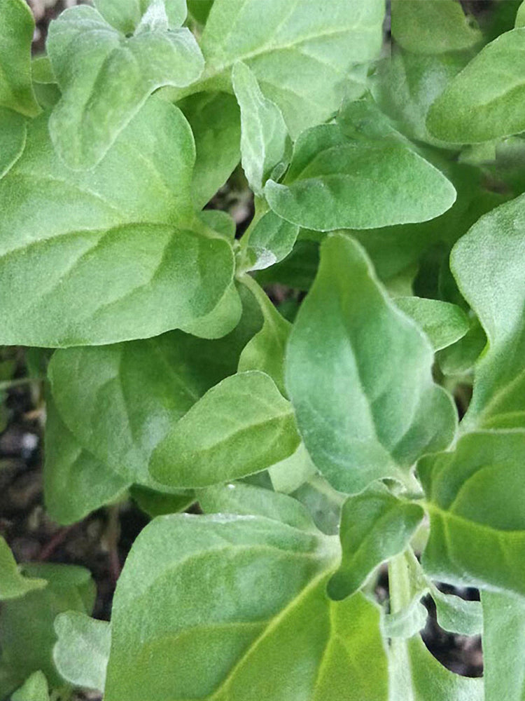 New Zealand Spinach