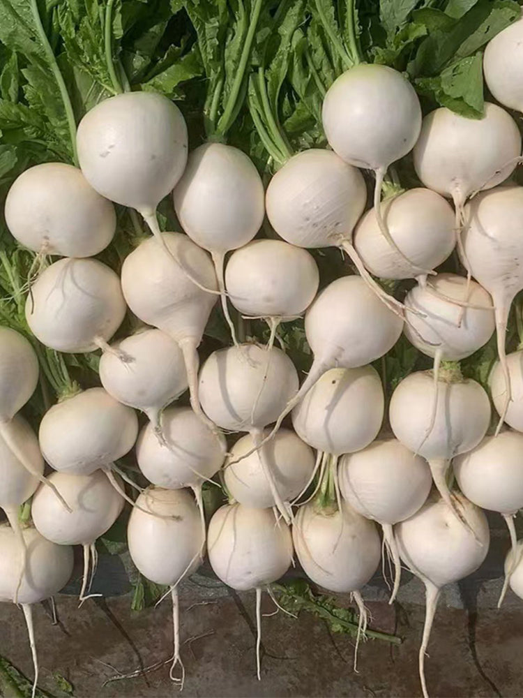 Large Round White Radish F1
