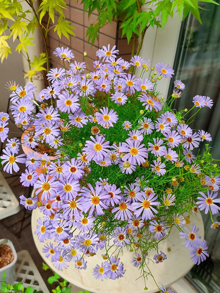 Blue Swan River Daisy