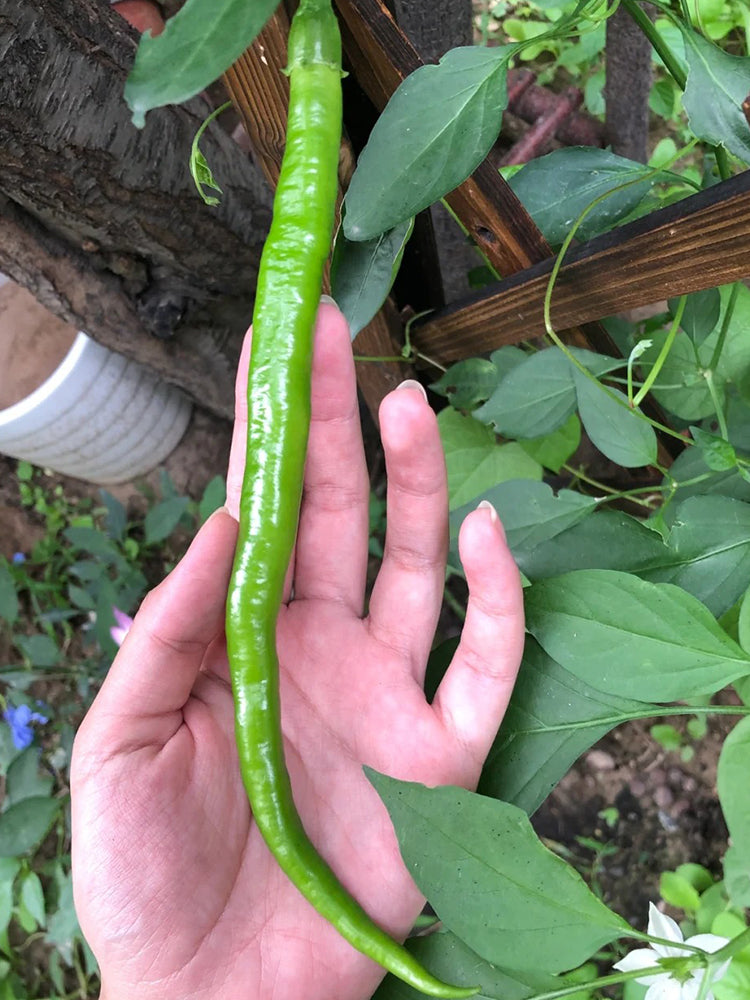 'Spicy Empress No. 1' Chili Pepper