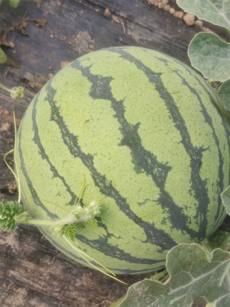 Rock Sugar Kirin No.3 Watermelons