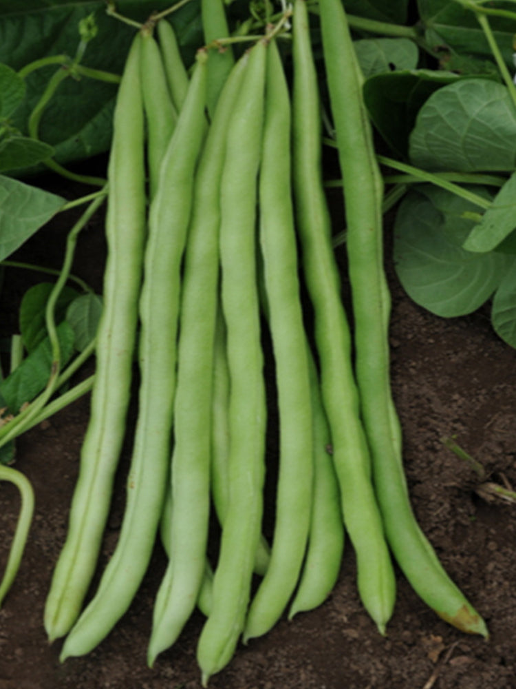 Pioneer Snap Beans