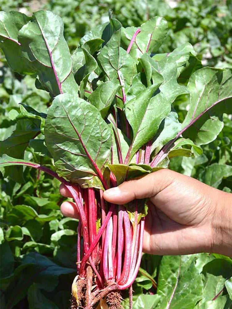 Red-stemmed Spinach