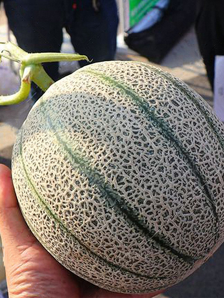 Maiour Melon Hybird F1 (Cucumis melo var. reticulatus)