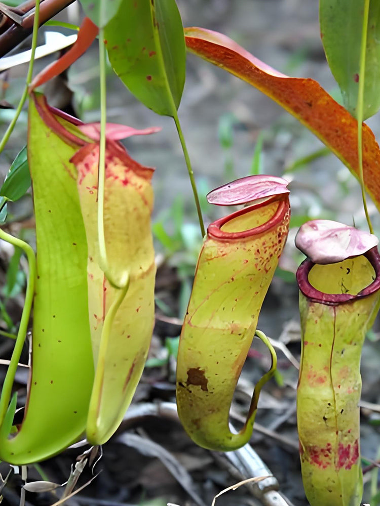 Nepenthes mirabilis Seeds Mixed