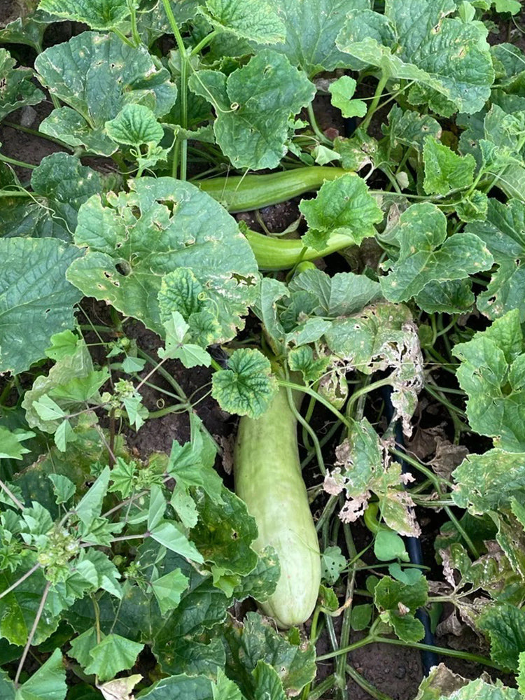 Green-veined Oriental Pickling Melons