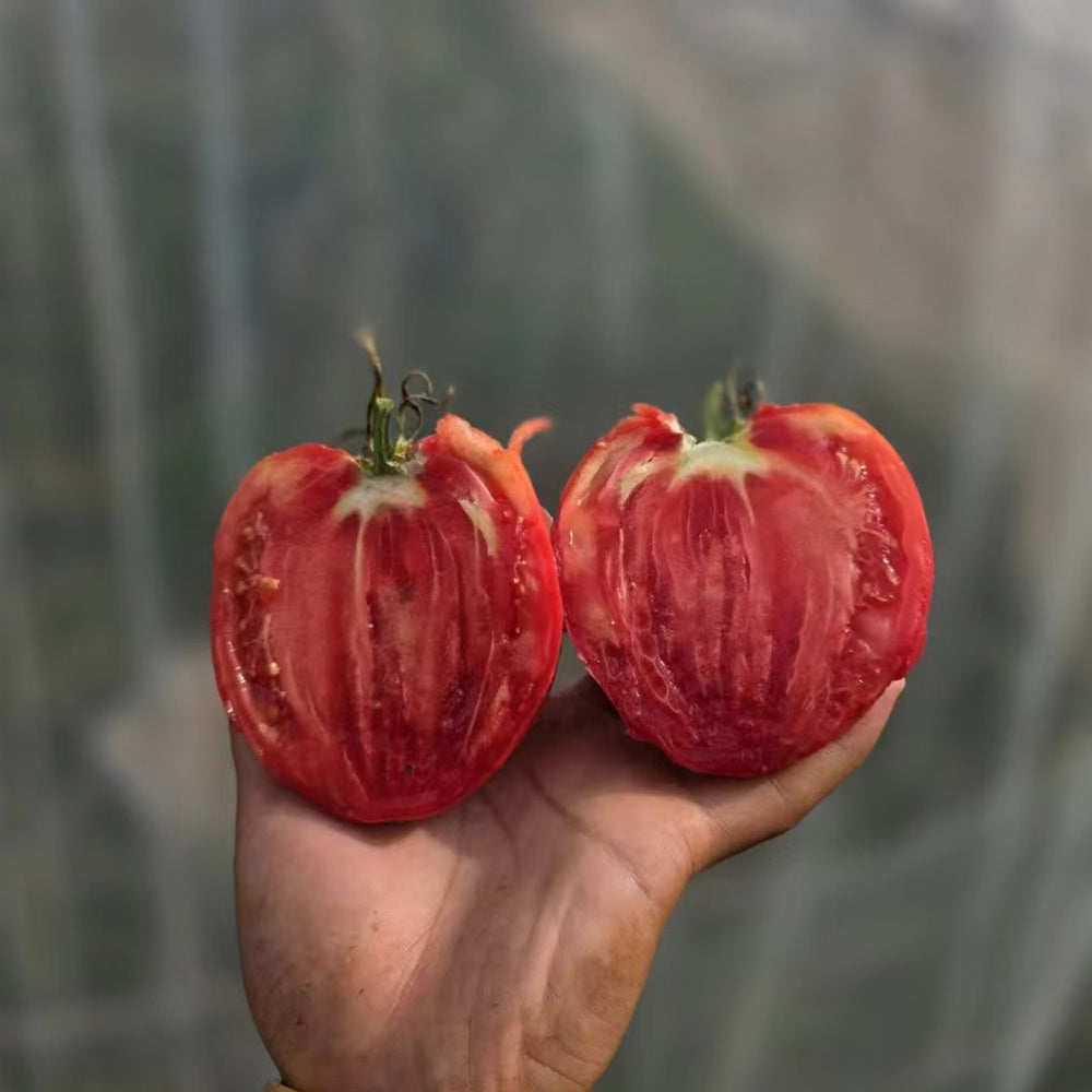 816 Bulgarian Mountain Cap Tomato