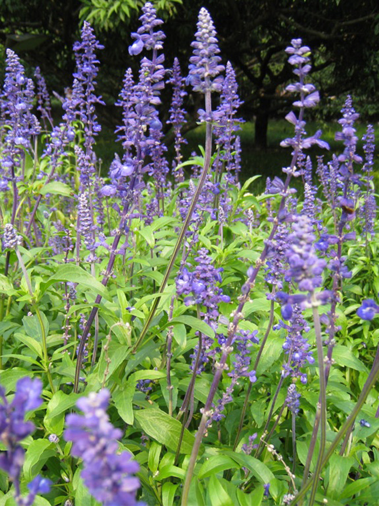 Hezhichun Blue Sage