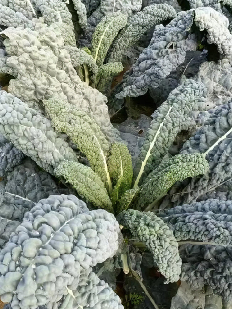 Lacinato Kale (Brassica oleracea var. palmifolia)