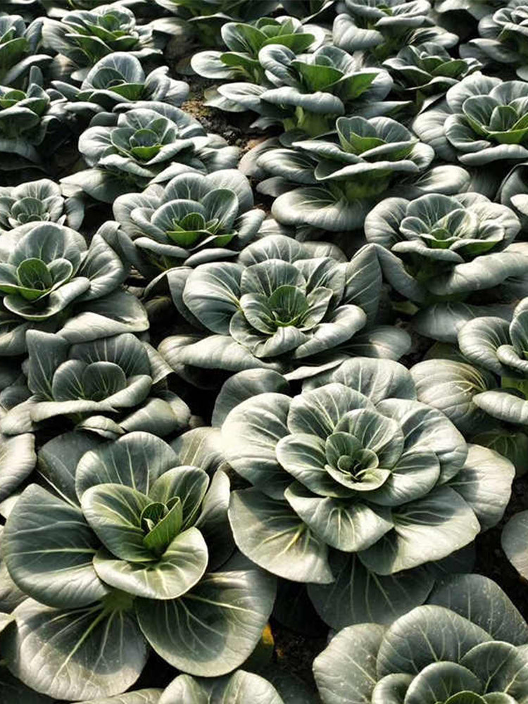 'Black Marshal' Bok Choy